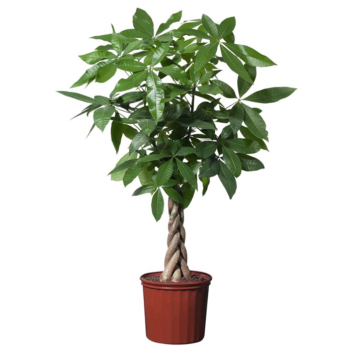 Bonsai cây xanh tự nhiên, chậu poly