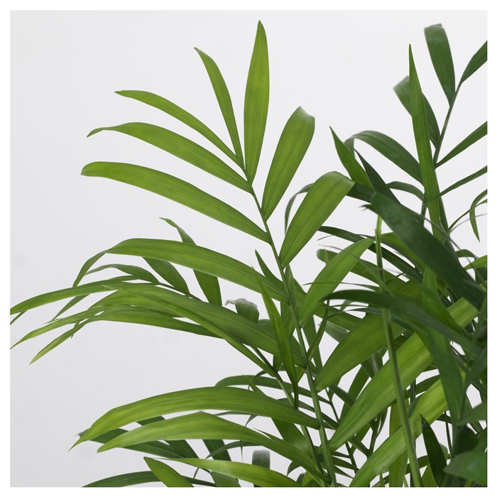 Bonsai cây xanh tự nhiên, chậu poly